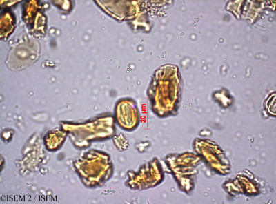 ISEM 2/Pseudobaeckea_cordata_23850/Pseudobaeckea_cordata_23850_0001(copy)_thumb.jpg